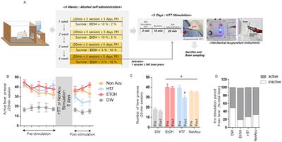 Mechanical acupuncture at HT7 attenuates alcohol self-administration in rats by modulating neuroinflammation and altering mPFC-habenula-VTA circuit activity